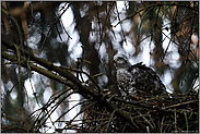 gespannte Erwartung... Jungsperber *Accipiter nisus*