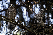 links der Terzel, rechts das Weibchen... Sperber *Accipiter nisus*