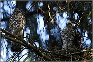 Brüderchen und Schwesterchen... Sperber *Accipiter nisus*