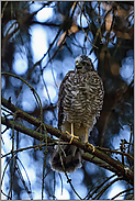 rufend... Sperberästling *Accipiter nisus*