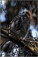 formatfüllend im Hochformat... Jungsperber *Accipiter nisus*