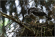 das junge Weibchen... Sperberästling *Accipiter nisus*