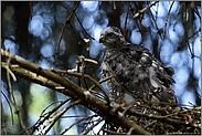 Jungsperber vor dem ersten Ausflug... Sperber *Accipiter nisus*