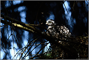 Lichtspiele im Wald... Sperber *Accipiter nisus*