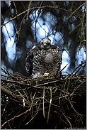 kleiner Vogel Greif... Sperber *Accipiter nisus*