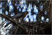 Blitzbesuch... Sperberterzel *Accipiter nisus*