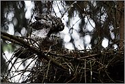 Gymnastikübungen... Jungsperber *Accipiter nisus*