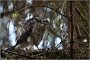 auf dem Horst... Sperberästling  *Accipiter nisus*