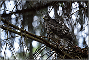 auf dem Absprung... Sperber *Accipiter nisus*