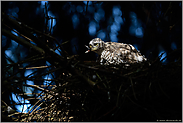 Greifvogelrupfung... Sperber *Accipiter nisus*