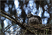 letzte Dunenfedern... Sperber *Accipiter nisus*