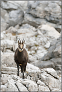 im Felsenmeer... Gämse *Rupicapra rupicapra*