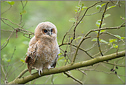 noch unselbstständig... Waldkauzästling *Strix aluco*