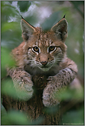Tierkinder... Eurasischer Luchs *Lynx lynx*