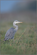 ein rascher Blick... Graureiher *Ardea cinerea*