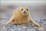 am Feuersteinstrand... Kegelrobbe *Halichoerus grypus*