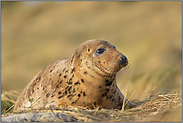 in den Dünen... Kegelrobbe *Halichoerus grypus*