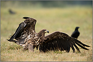 nach der Landung... Seeadler *Haliaeetus albicilla*