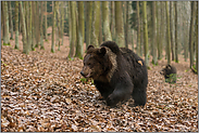 die Bären kommmen... Braunbären *Ursus arctos*