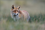 treuherziger Blick... Rotfuchs *Vulpes vulpes*