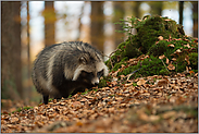 excellenter Geruchssinn... Marderhund *Nyctereutes procyonoides*