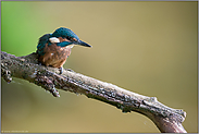 zielorientiert... Eisvogel *Alcedo atthis*