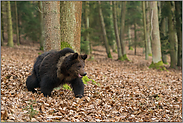 Kraftpaket... Europäischer Braunbär *Ursus arctos*