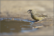 der Ruf... Kiefernkreuzschnabel *Loxia pytyopsittacus*