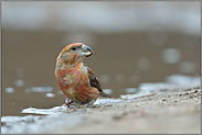 Vorsicht ist geboten... Kiefernkreuzschnabel *Loxia pytyopsittacus*