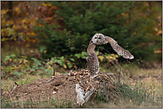 auf der Waldlichtung... Waldkauz *Strix aluco*