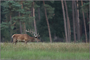 Sommerfrische... Rothirsch *Cervus elaphus*