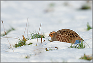 in der Feldflur... Rebhuhn *Perdix perdix*