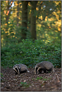 ein Sommerabend im Wald... Europäischer Dachs *Meles meles*