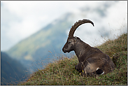 ganz gemütlich... Alpensteinbock *Capra ibex*