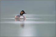 weiches Licht... Schwarzhalstaucher *Podiceps nigricollis*