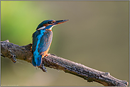 Dreck am Stecken... Eisvogel *Alcedo atthis*