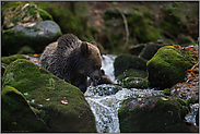 hungrig... Europäischer Braunbär *Ursus arctos*