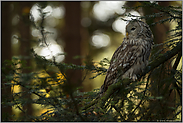 im lichten Wald... Habichtskauz *Strix uralensis*