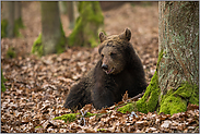 Jungbär... Europäischer Braunbär *Ursus arctos*