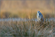 Federohren... Graureiher  *Ardea cinerea*