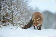 auf der Pirsch... Rotfuchs *Vulpes vulpes*