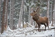 gezeichnet... Rothirsch *Cervus elaphus*