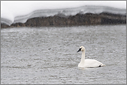 auf dem Madison River... Trompeterschwan *Cygnus buccinator*