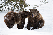 Geheimnisse... Grizzly *Ursus arctos horribilis*