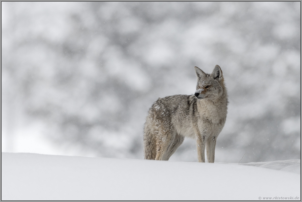 im Winterwunderland... Kojote *Canis latrans*