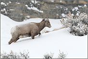 Lebensraum Berge... Dickhornschaf *Ovis canadensis*