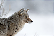 stiller Beobachter... Kojote *Canis latrans*