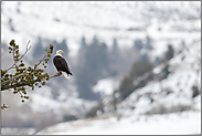 im Tal des Yellowstone River... Weisskopfseeadler *Haliaeetus leucocephalus*