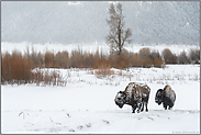 im Lamar Valley...  Amerikanischer Bison *Bison bison*