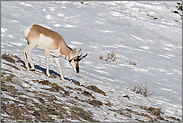 karge Kost... Gabelbock *Antilocapra americana*